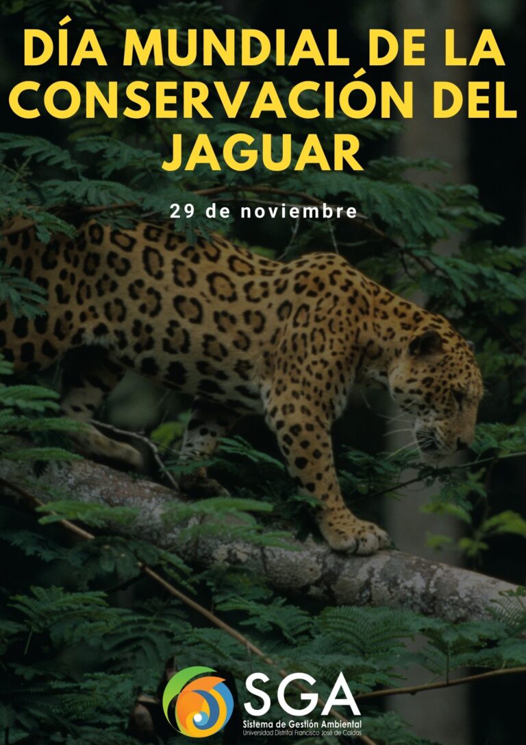 29 de noviembre que se celebra